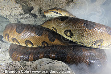 Rare image of 7 meter long Green Anaconda snake coiled up in Rio Formosa, Brazil. Copyright Brandon Cole
